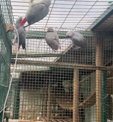 İstanbul Havalimanı’nda 20 adet Afrika gri papağanı ele geçirildi