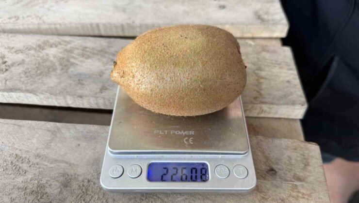 İznik’te yetiştirilen dev kiviler ağırlıklarıyla rekor kırdı, Avrupa pazarının dikkatini çekti