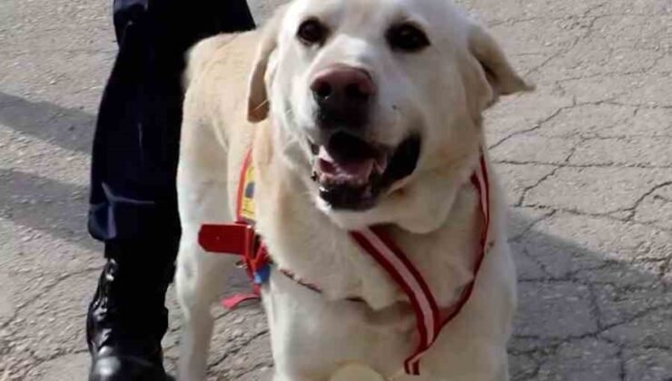 Jandarmanın hassas burnu “Medyum” 10 yıllık mesaisini tamamladı