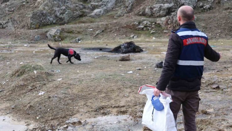 Jandarmanın iz takip köpeği “Salkım” kayıp şahıs için sahada