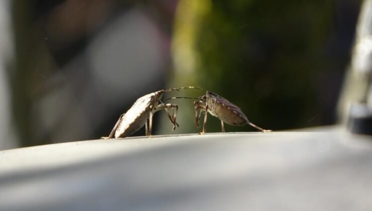 Kahverengi kokarca tehdidinde kritik dönem
