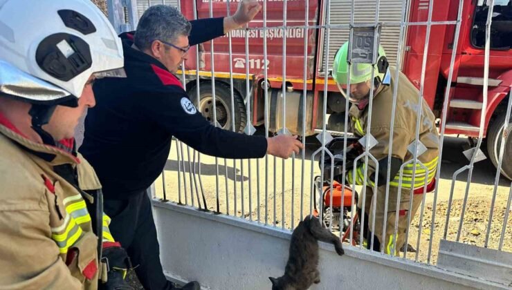 Kapı korkuluğuna sıkışan kediyi itfaiye kurtardı