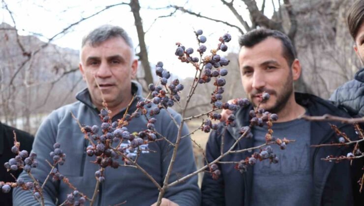 Kara hurmayı Şubat ayında dalından yiyorlar