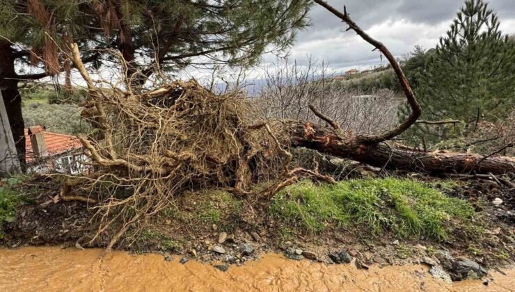 Karacasu’da aşırı yağışlar sonrası toprak kaydı, ağaçlar devrildi
