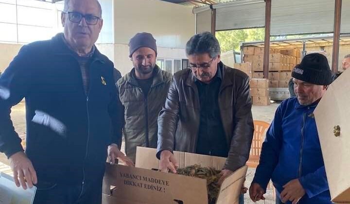 Karacasu’da tütünler paketlenmeye başladı, üretici fiyatlardan dert yandı