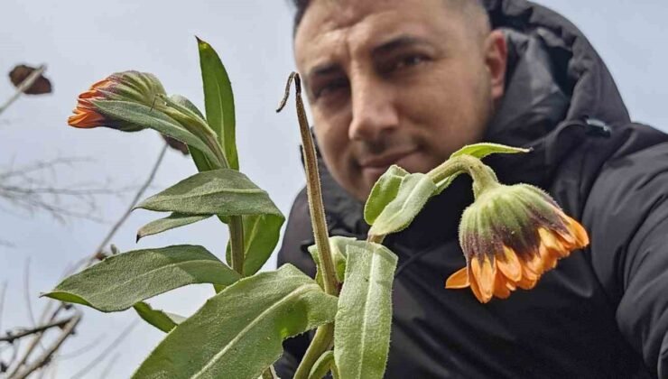 Karın başkenti Bitlis’te şubat sürprizi: Çiçekler karlar arasında açtı