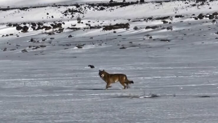 Kars’ta hareket halindeki aracı takip eden kurt kameraya yansıdı