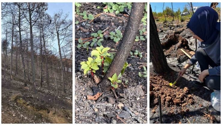 KBÜ yangın sonrası ekolojik süreci araştıracak