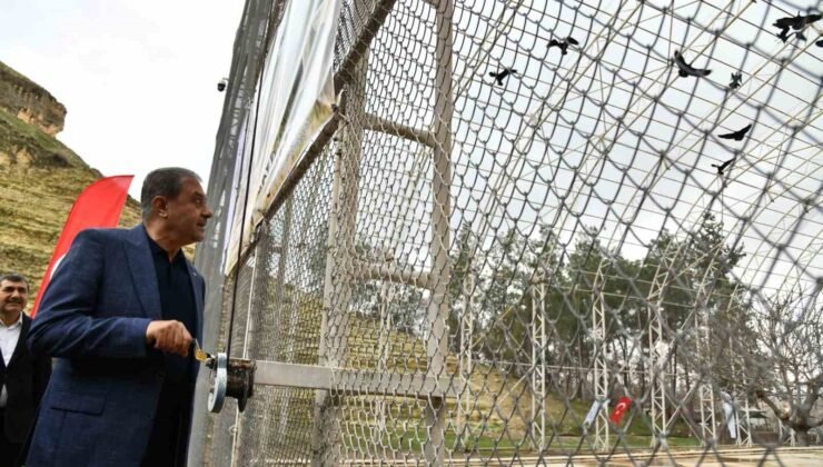 Kelaynaklar doğaya salındı