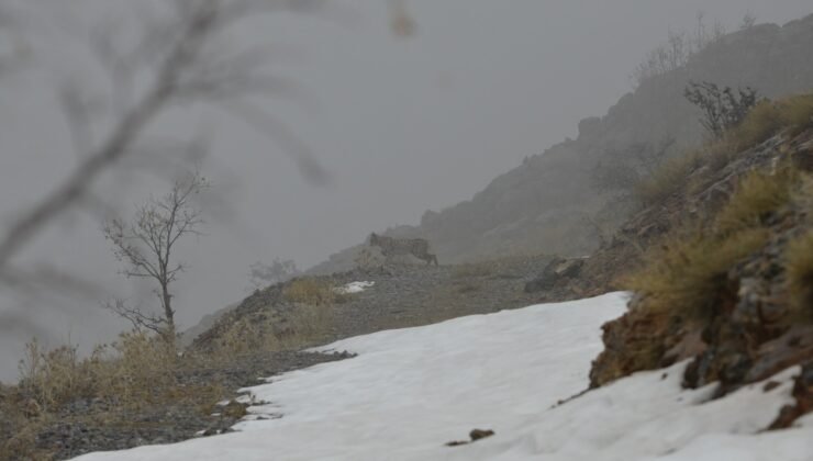 Kemaliye’de vaşak ve kızıl akbaba doğal yaşam alanlarında görüntülendi