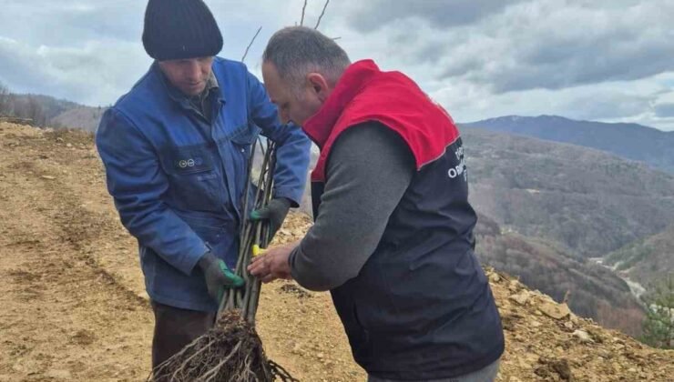 Kestane üretimi arttırılacak