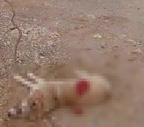 Köpeği av tüfeğiyle öldürdü, gözaltına alındı