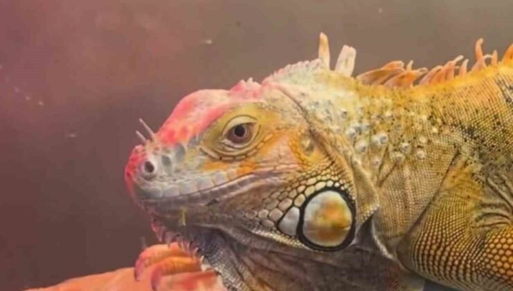 Koruma altındaki 3 hayvan Samsun’da ele geçirildi