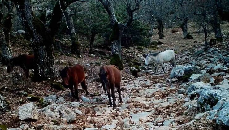 Kovada Gölü Milli Parkı’nda yaban hayatı fotokapana yansıdı
