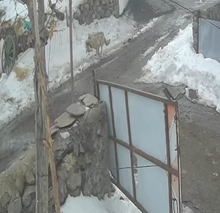 Köye inen kurt kaz sürüsüne saldırdı