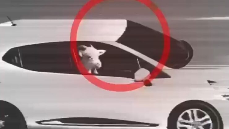 Küçükbaş hayvan hırsızlığı yapan 3 şüpheli tutuklandı