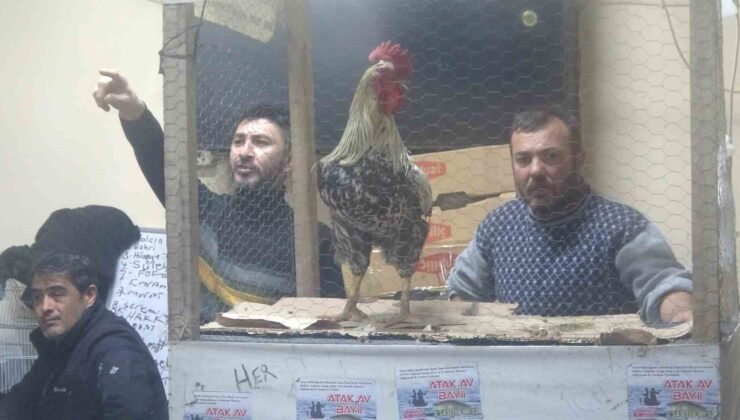 Kütahya’daki süs tavukları açık artırmayla satıldı