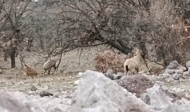 Malatya’da sürü halindeki yaban keçileri görüntülendi