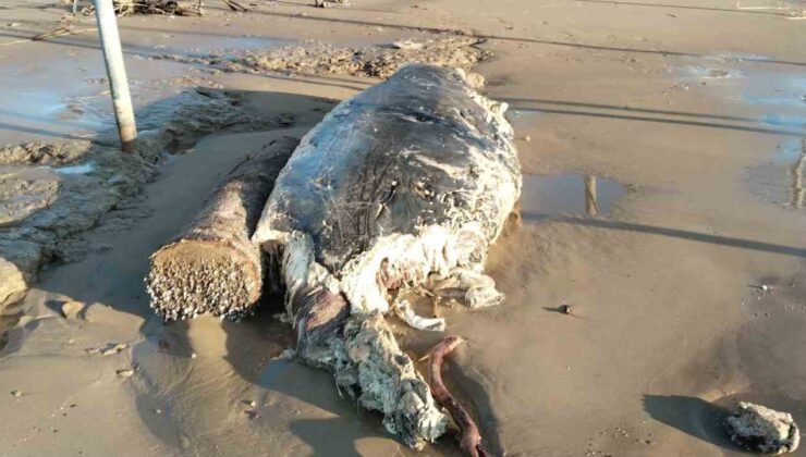 Manavgat’ta sahile ölü yunus vurdu
