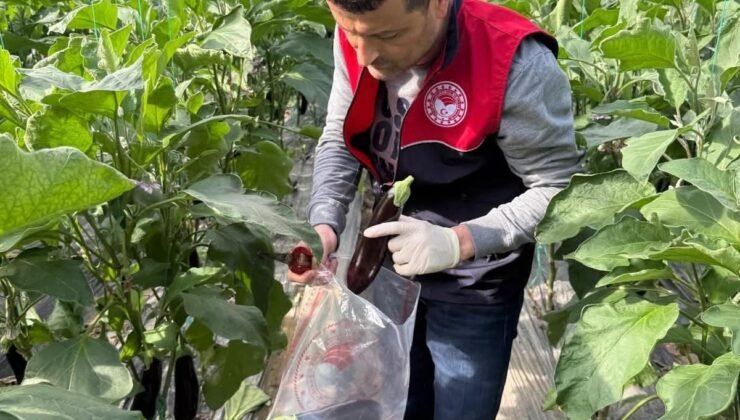 Manavgat’ta seralarda hasat öncesi pestisit denetimi