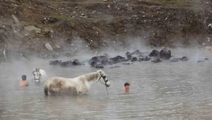 Manda ve atların kışın ortasında kaplıca keyfi