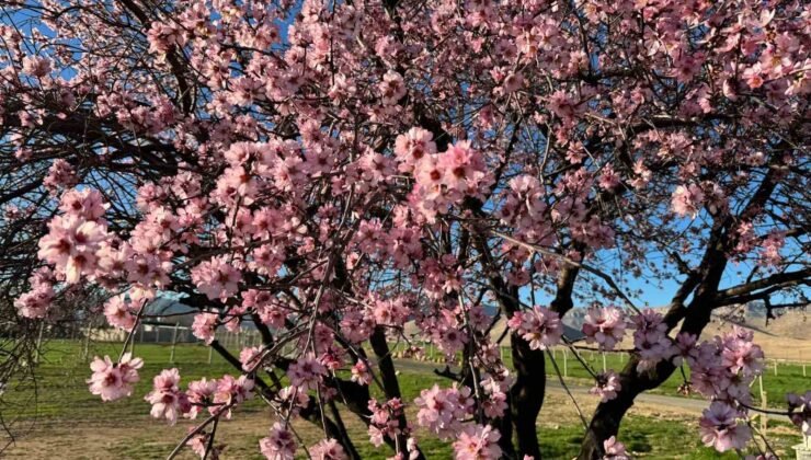 Mardin’de badem ağaçları erken çiçek açtı