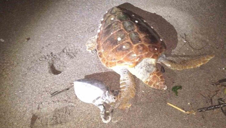 Marmaris’te 2 caretta caretta kıyıya vurdu