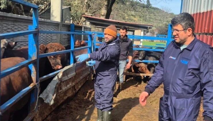 Menteşe’de ithal besilik hayvanların sağlık kontrolleri yapıldı