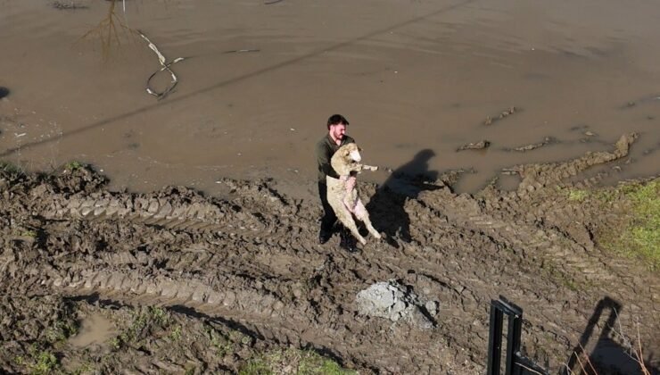 Meriç Nehri taştı; hayvanlar tahliye edildi, çiftçi malını kurtardı