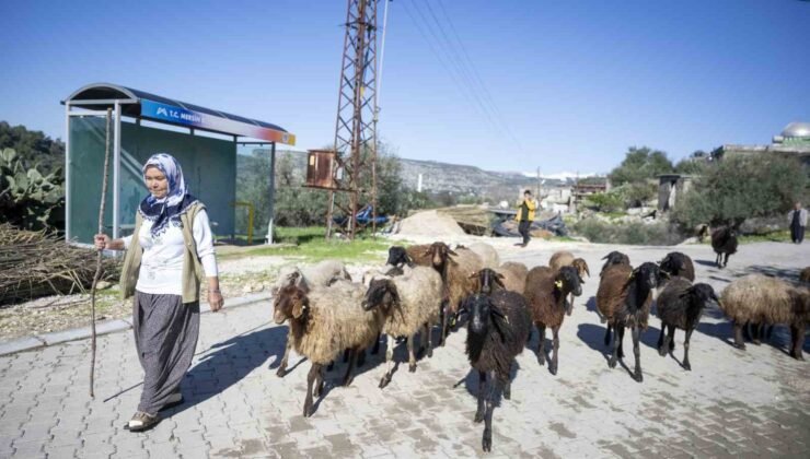 Mersin’de 360 yetiştiriciye 9 bin küçükbaş desteği