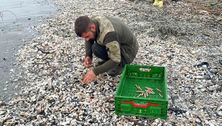 Mersin’de fırtına sonrası binlerce kargı midyesi sahile vurdu: Balıkçılar tek tek topladı