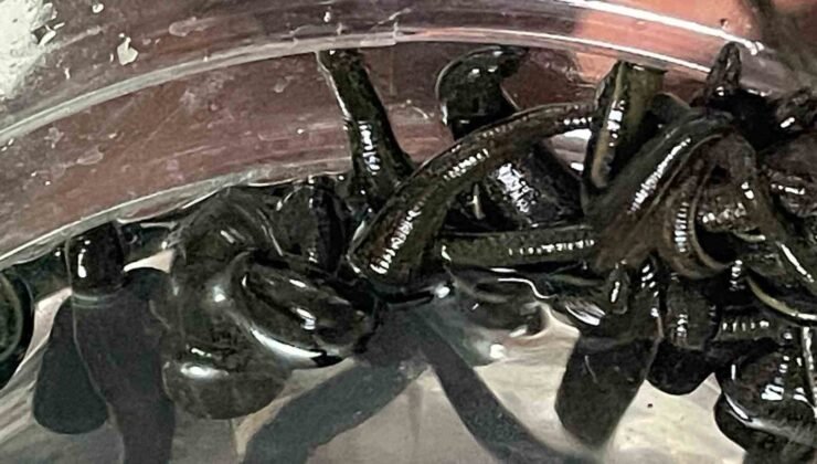 Mezbaha kanıyla besleniyor, birçok hastalığa şifa oluyorlar