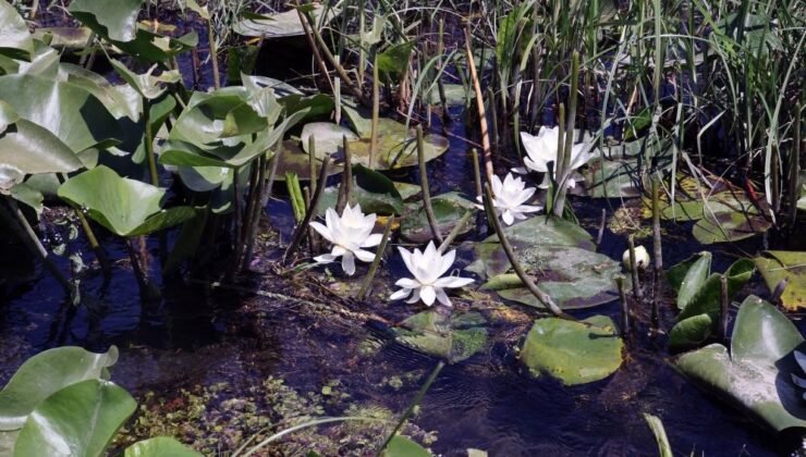 MSKÜ’lü bilim insanlarından kozmetik sektöründe uluslararası başarı