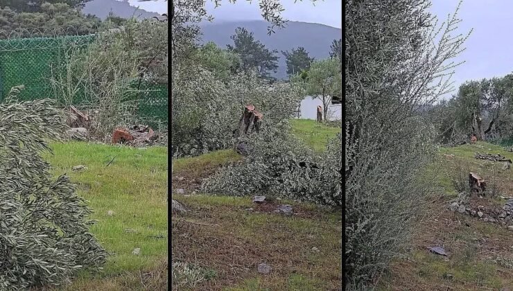 Muğla’da “zeytin kesim” tartışmasına, valilik soruşturma başlattı