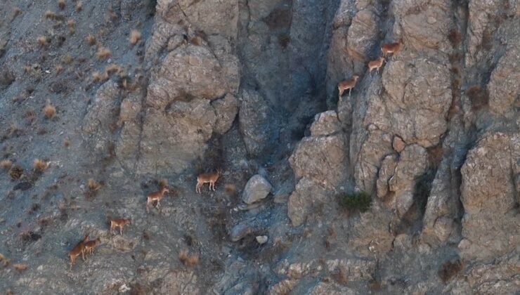 Munzur’un sarp kayalıklarında yaban keçileri