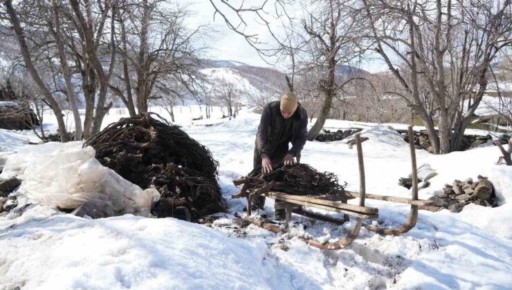 Muş’ta besicilerin asırlık geven otu geleneği sürüyor
