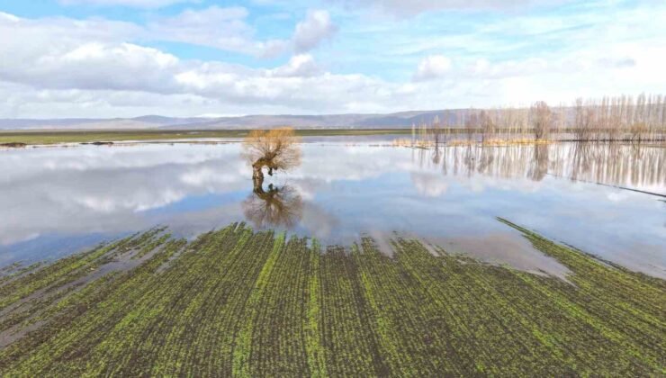 Muş’ta eriyen kar ve sağanak ovayı sular altında bıraktı