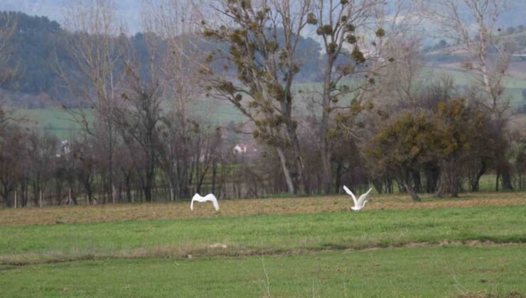 Nadir rastlanan beyaz balıkçıl kuşlar Bolu’da görüntülendi