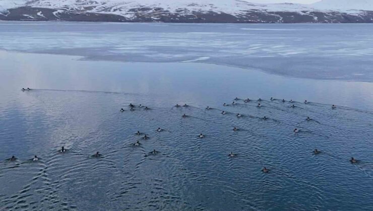 Nazik Gölü’nde buzlar çözüldü, ördeklerin dansı hayran bıraktı