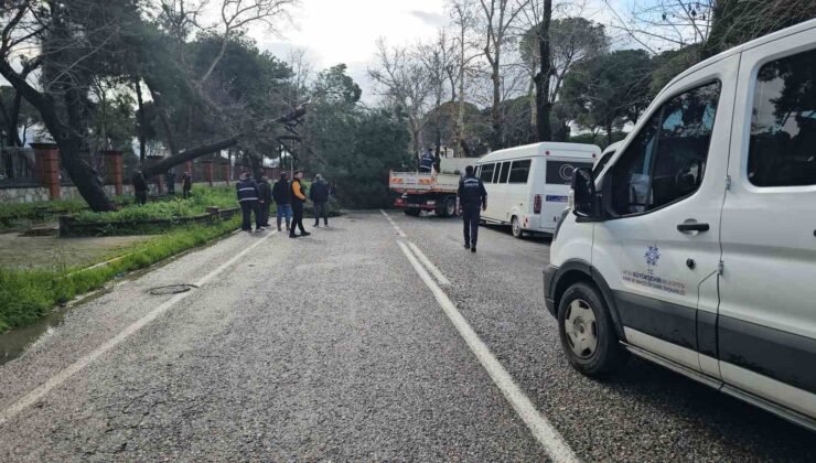 Nazilli’de fırtınayla devrilen dev çam ağacı karayolunu trafiğe kapadı