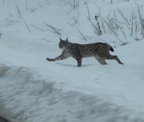 Nesli tükenme tehlikesi altında bulunan iri cüsseli vaşak Bayburt kırsalında görüldü