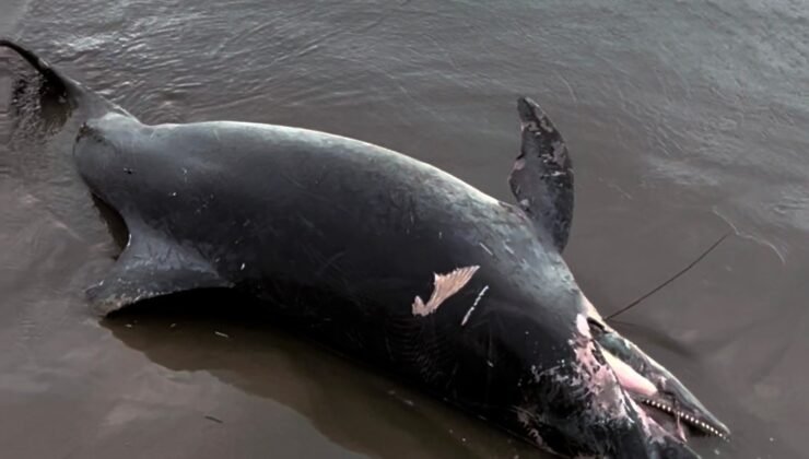 Ölü yunus sahile vurdu