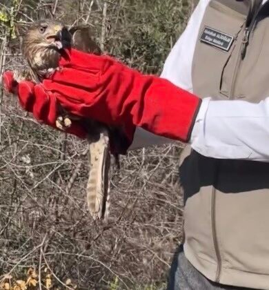 Osmaniye’de tedavileri tamamlanan şahinler, doğaya kanat çırptı
