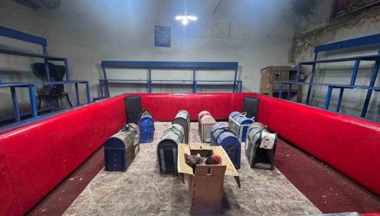 Polis, temizlik işçisi kılığına girerek horoz dövüşünü ortaya çıkardı