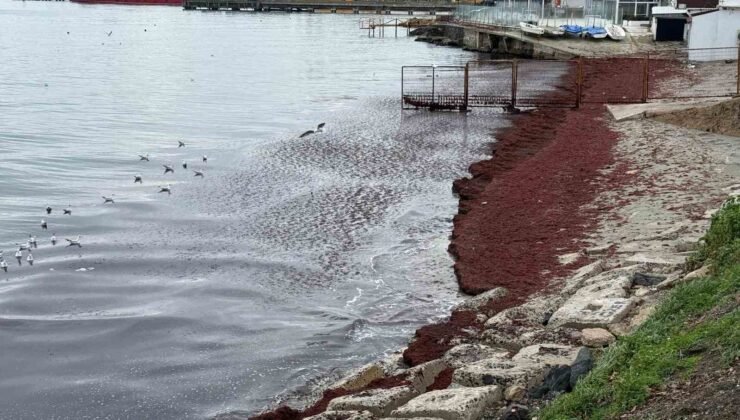 Poyraz sahili kırmızıya boyadı