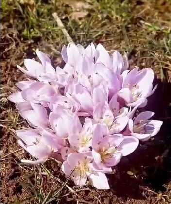 Pülümür Vadisi’nde çiğdemler yalancı bahara aldandı