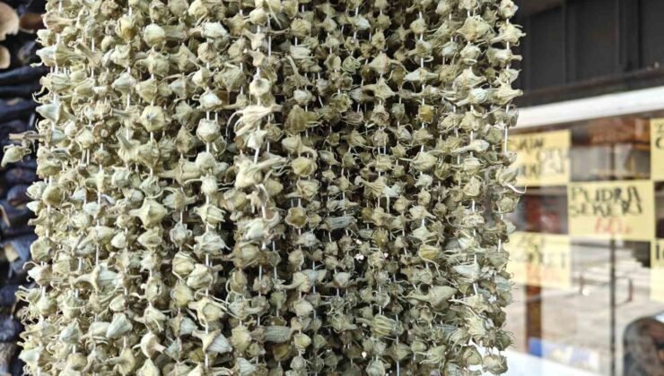 Ramazan’ın gözdesi bamya tezgahlarda