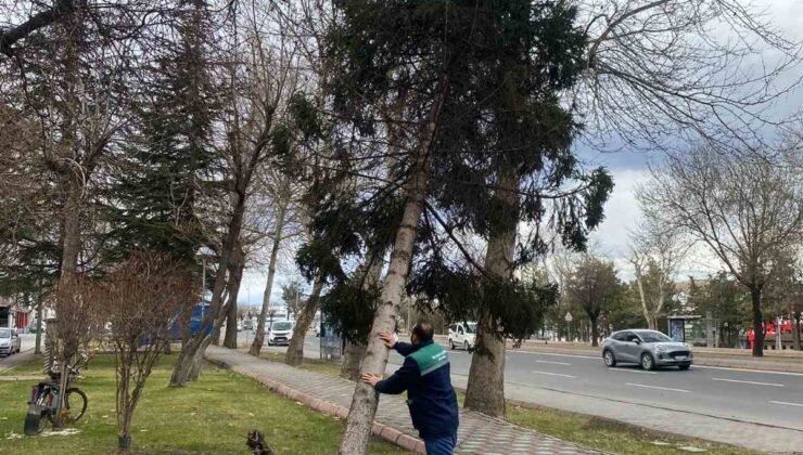 Rüzgardan devrilen ağaçlar temizleniyor