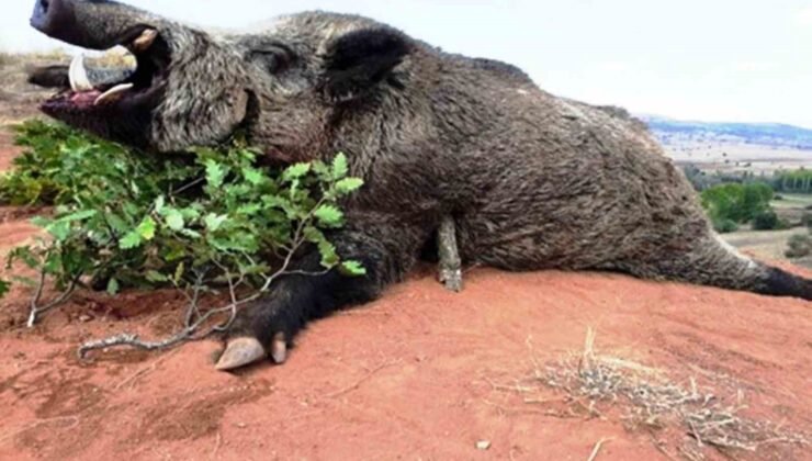Samsun’da avlanma pulundan 5 milyon TL gelir