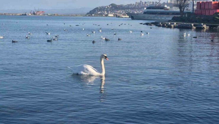 Samsun’da yabani kuşlardan görsel şölen